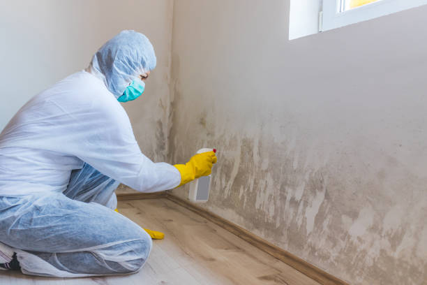 Licensed Attic Mold Remediation service in Peoria, IL - 24 Hour Mold Removal