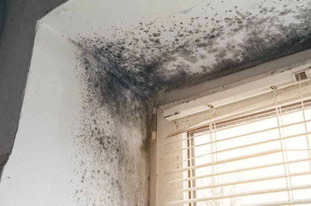 Affordable Attic Mold Remediation solutions in Peoria, IL