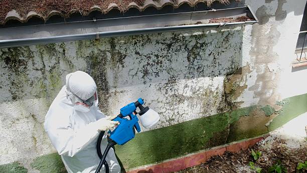 Top rated local Attic Mold Remediation specialists in Peoria, IL